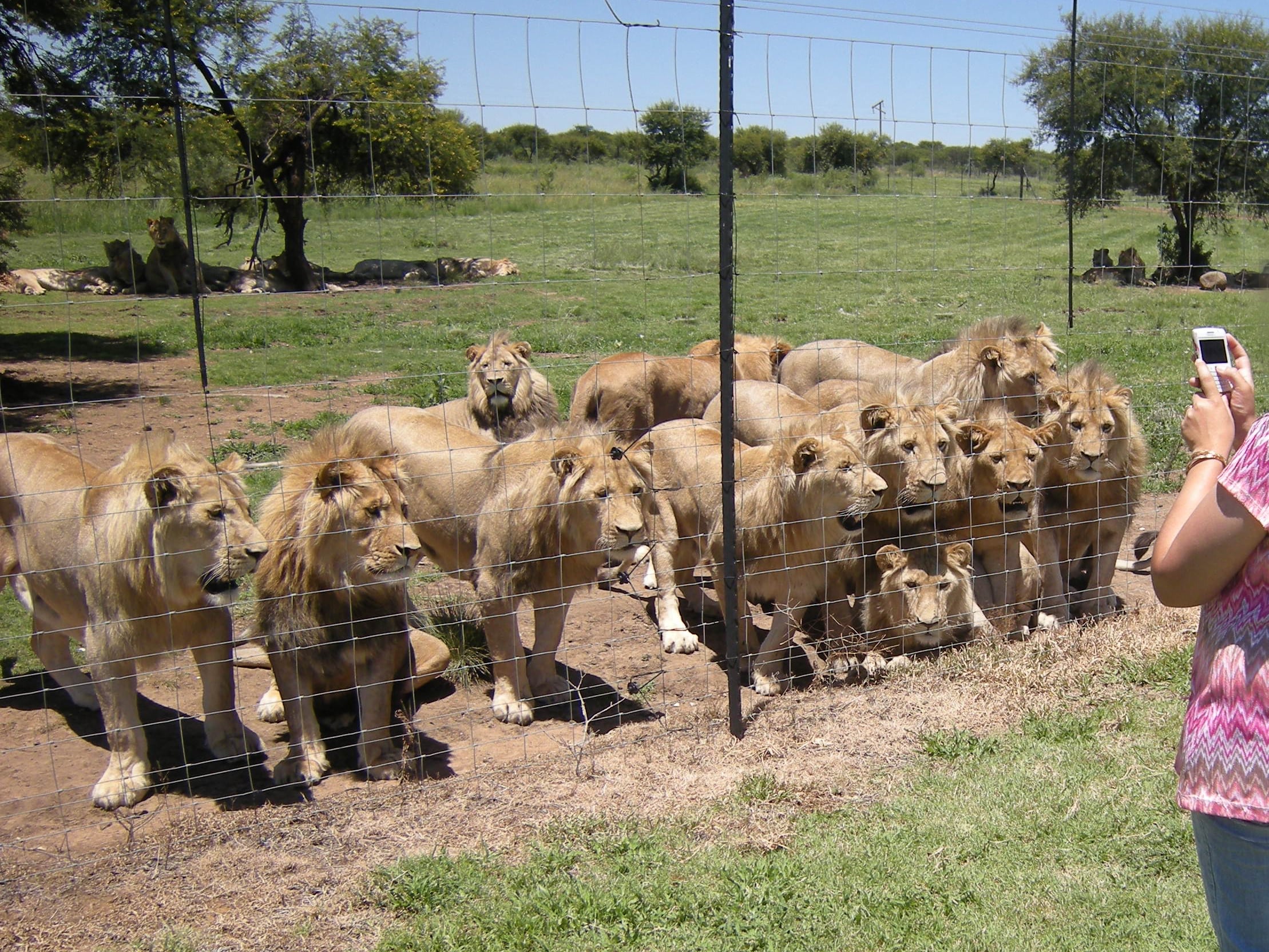 Lions