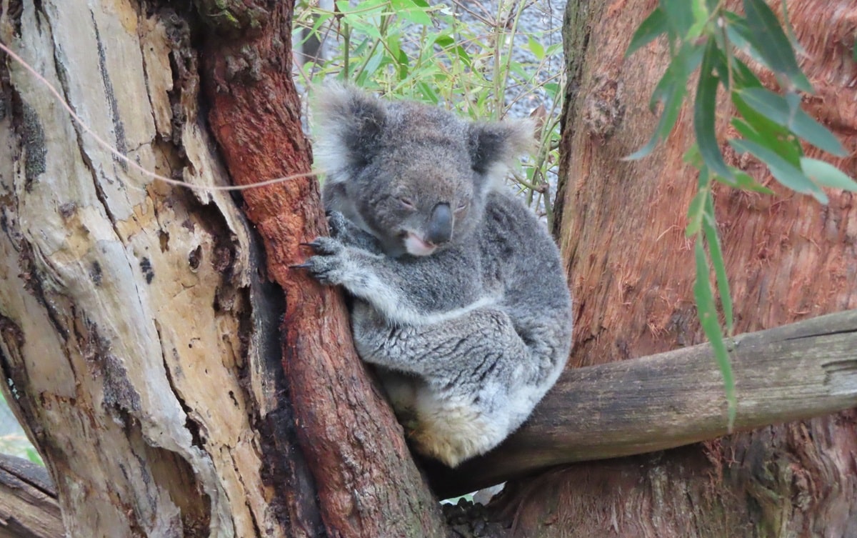 Koala at sanctuary