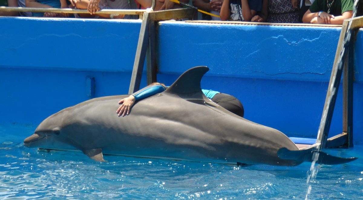 Dolphin entertainment Miami Seaquarium